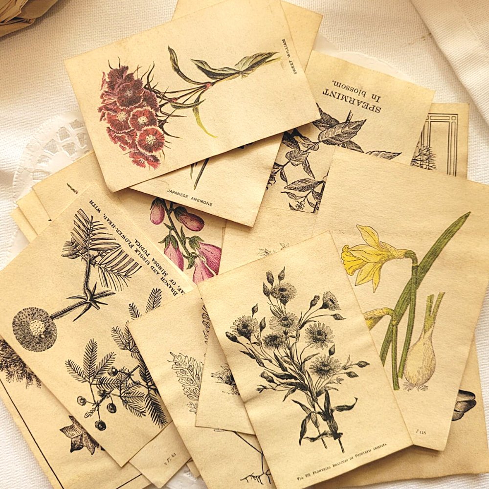 Mini Aged Botanical Illustrations Set - 17 piece - Rachel The Turtle Journal - 1 set (17 pieces) - -