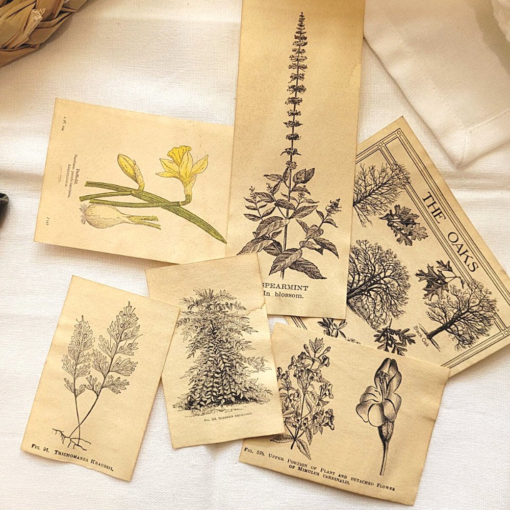 Mini Aged Botanical Illustrations Set - 17 piece - Rachel The Turtle Journal - 1 set (17 pieces) - -