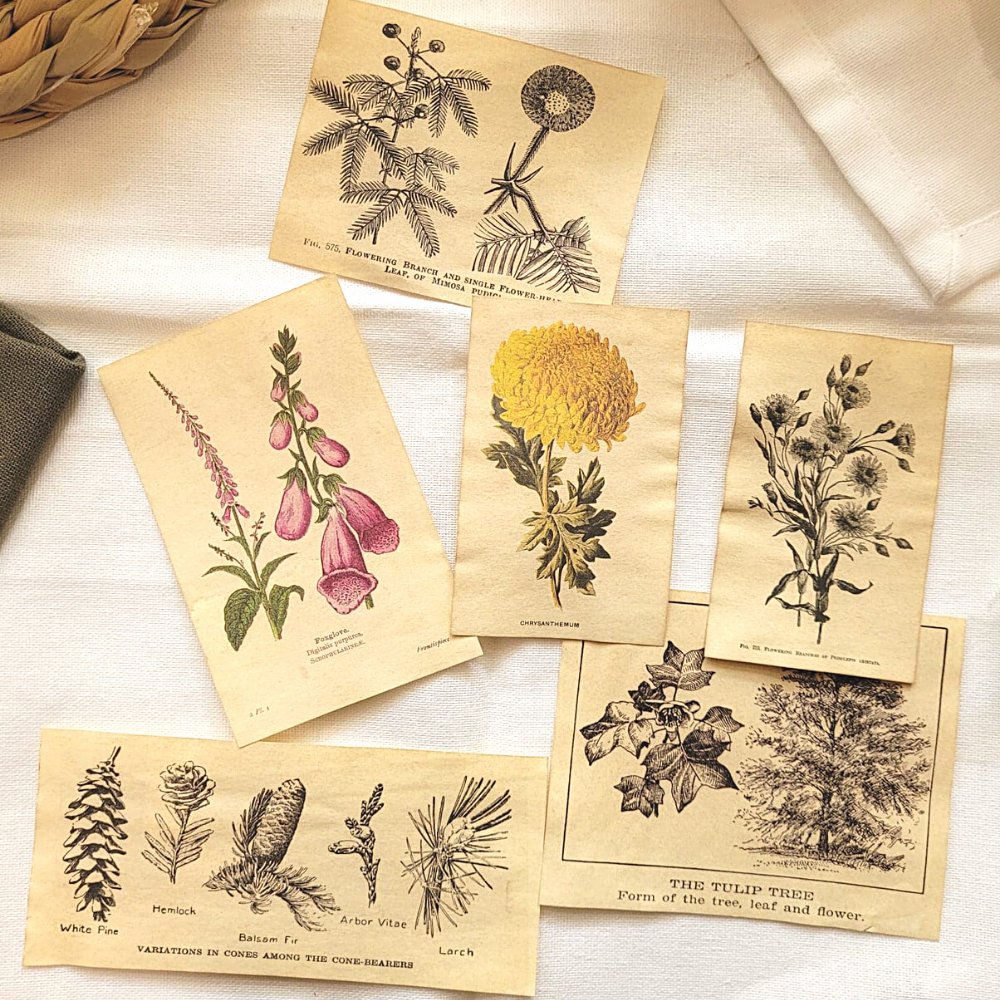 Mini Aged Botanical Illustrations Set - 17 piece - Rachel The Turtle Journal - 1 set (17 pieces) - -