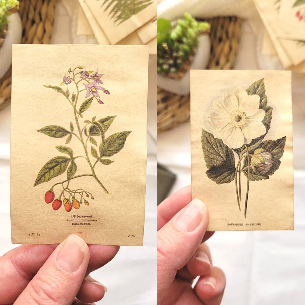 Mini Aged Botanical Illustrations Set - 17 piece - Rachel The Turtle Journal - 1 set (17 pieces) - -