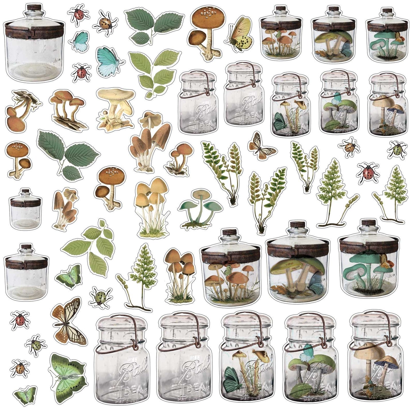 Specimen Acetate Embellishments Nature Study - 49 and Market Aussie Paper Crafting - The Turtle Journal - Science Journaling Garden Glass Jars Bugs Transparent