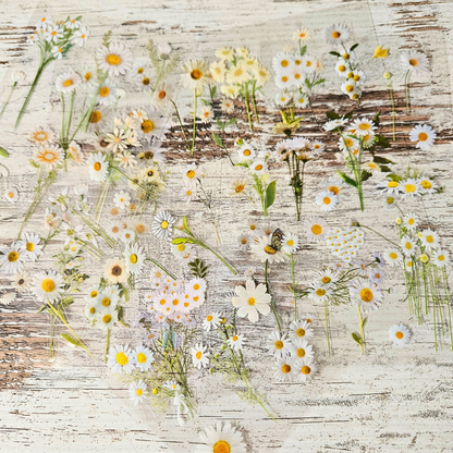 Flower Fields Sticker Sheet Sets (5 kiss cut sheets)-Rachel The Turtle Journal